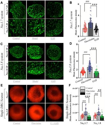 Mechanisms Underlying Gastrodin Alleviating Vincristine-Induced Peripheral Neuropathic Pain